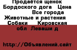 Продаётся щенок Бордоского дога › Цена ­ 37 000 - Все города Животные и растения » Собаки   . Кировская обл.,Леваши д.